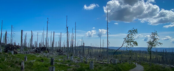 Obraz premium Sumava nature 13 years after the huriccane Kyrill
