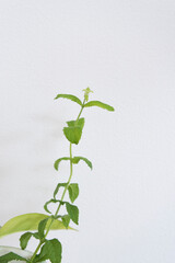 シンプルな観葉植物の新芽