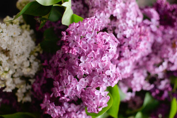 Blooming pink branch of a lilac bush.