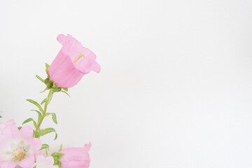 ピンクの花　白背景　余白　ホワイトスペース　文字スペース　コピースペース　白い壁　壁　部屋　屋内　室内　自然光　明るい　カンパニュラ　