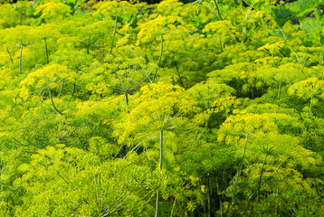 Fototapeta premium Background of flowering dill with umbel inflorescences on field