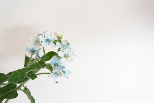 水色の花のアップ　クローズアップ　花　植物　白背景　余白　ホワイトスペース　文字スペース　コピースペース　空白　ブルースター　淡い　青　色　
