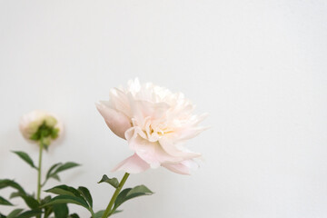 花のクローズアップ　芍薬　ピオニー　アップ　花びら　重なる　美しさ　柔らかな　繊細な　白背景　余白　ホワイトスペース　文字スペース　コピースペース