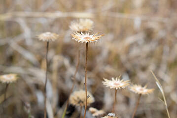 Dried flowers in the field