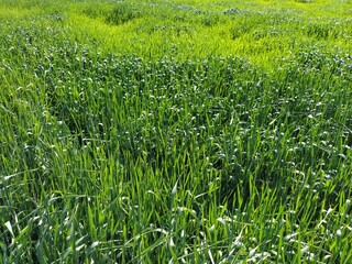 Wheat field close up. Green tall grass spike in the summer and sway in the wind. Intense green...