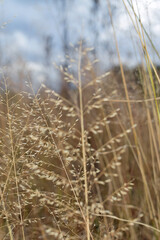 Grass macro, love grass