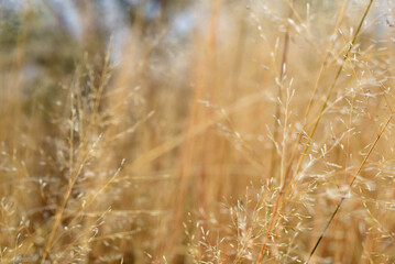 Fototapeta premium grass in the wind