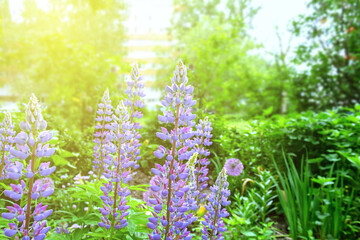 Obraz premium Purple lupine flowers in small garden late at sunset. Sun rays illuminate city garden.