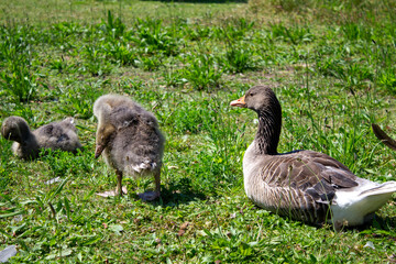 Entenküken Entenbaby Entenbaby