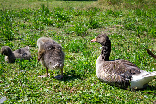 Entenk&uuml;ken Entenbaby Entenbaby