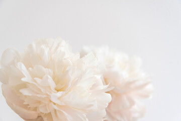 花のクローズアップ　芍薬　アップ　花びら　重なる　美しさ　柔らかな　繊細な　白背景　余白　ホワイトスペース　文字スペース　コピースペース