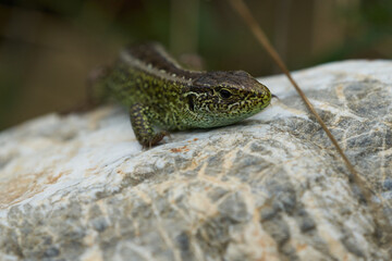 Sand lizard Lacerta agilis Reptile Close up Portrait Clear
