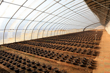 Flower bonsai in the greenhouse