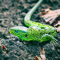 Portrait of a Small green lizard on the ground. Selective focus