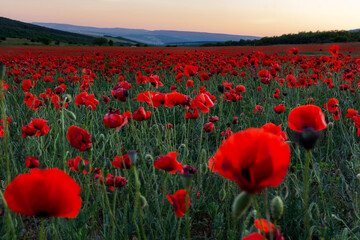 Obraz premium Poppy field at sunset. A bright scarlet sunset in a poppy field. Beautiful summer panoramic natural background.