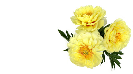 Bouquet of yellow peonies in the vase isolated on white.