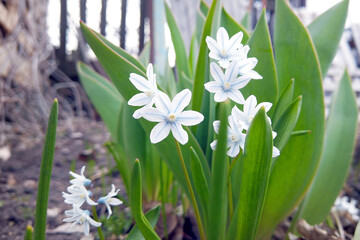 Little white flower. White Scilla