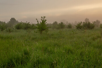 Fototapeta na wymiar Magic morning just before the dawn: scenic foggy field. Landscape horizontal photography.