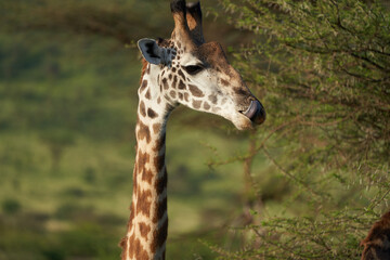 Giraffe Africa Giraffa Safari Big Five Africa
