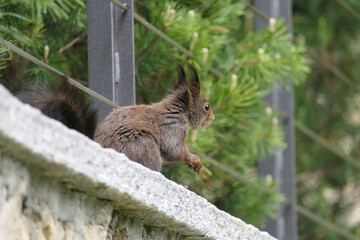 Wild living squirrel has found a nut near human habitation