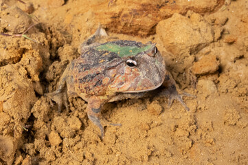 Closeup head of Argentine horned frog (Ceratophrys ornata), also known as the Argentine wide-mouthed frog or the ornate pacman frog