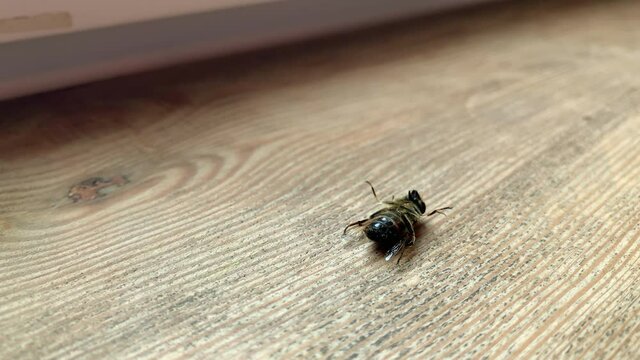 Dying bee on the wooden floor. Honey bee moving its feet and can not stand up. Bees extinction due to climate changes and global warming. Wounded honeybee.