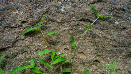 green tree background, nature and plant.