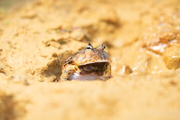 Closeup head of Argentine horned frog (Ceratophrys ornata), also known as the Argentine wide-mouthed frog or the ornate pacman frog