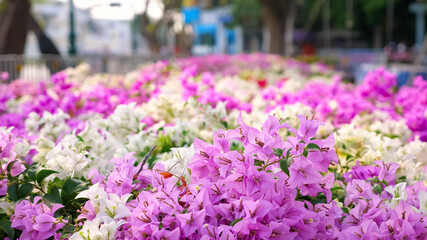 Fototapeta na wymiar lovely purple and white flowers waved by light wind on flowerbed against blurry street with building and wandering people closeup