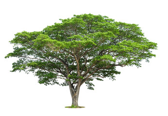 Trees isolated on white background, tropical trees isolated used for design, advertising and architecture.