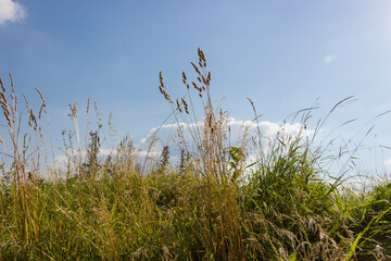 High motley grass on the glade against the sky in summer