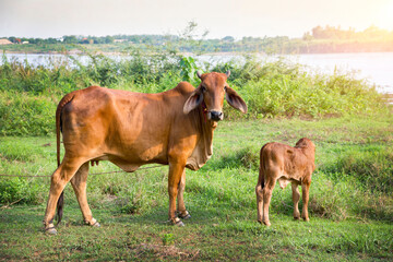 Cows standing in the beside river, Mekong river Thailand.