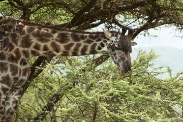 Giraffe Africa Giraffa Safari Big Five Africa