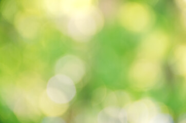 Green blurred bokeh background