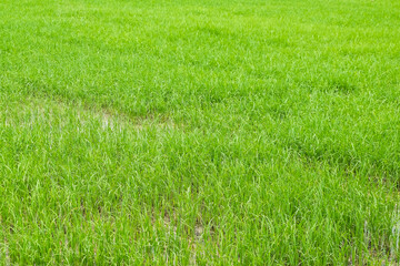 View of young green rice sprout ready to growing in the rice field nature background