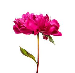Fototapeta premium Pink peony flower on a white isolated background. Close-up. Isolate. Fresh flower bud. Floristry.