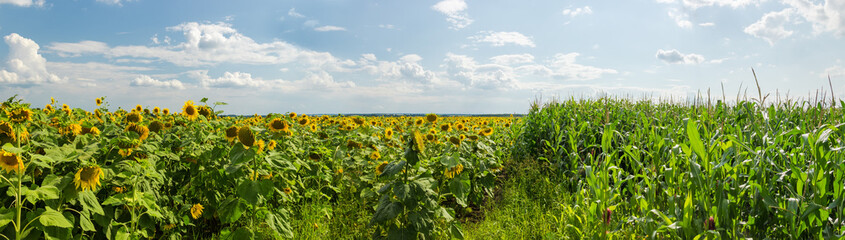 Fototapeta na wymiar Panorama of agricultural fields of the sunflowers and corn