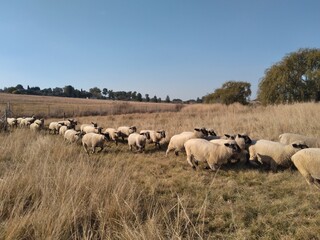 Naklejka na ściany i meble A herd of sheep running on grass surrounded by grass fields landscape under a blue sky