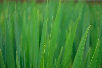 green grass background