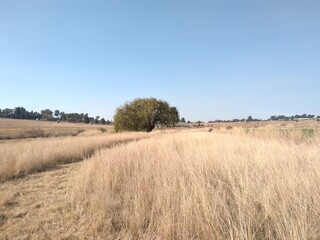 Fototapeta na wymiar dry winter's field and blue sky