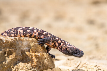 Lizard Gila Monster( Heloderma suspectum) north america.
