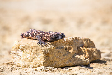 Fototapeta premium Lizard Gila Monster( Heloderma suspectum) north america.