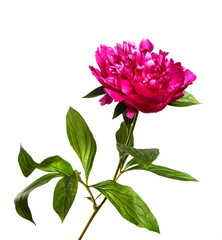 Obraz premium Pink peony flower on a white isolated background. Close-up. Isolate. Fresh flower bud. Floristry.