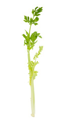Green fresh celery. Stick isolated on white.
