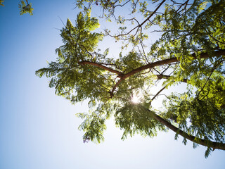 Árbol Jacaranda con rayos de sol y fondo de cielo. Vista desde abajo