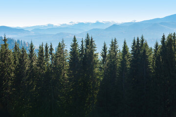 Picturesque mountain panoramic landscape with fir trees and mountain tops.