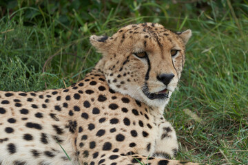 Cheetah Brothers Africa Safari Masai Mara Portrait