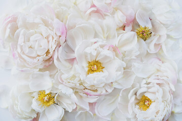 Beautiful fresh white peony flowers in full bloom, close up.