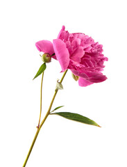 Pink peony flower on a white isolated background. Close-up. Isolate. Fresh flower bud. Floristry.