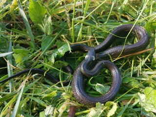 snake in the grass